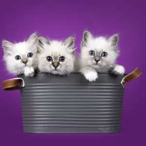 3 adorable Sacred Birman cat kittens 3 adorable Sacred Birman cat kittens
