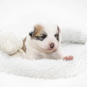 3 week old Icelandic dog 3 week old Icelandic dog