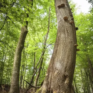 300 year old beech (Fagus sylvatica) with tree fungi 300 year old beech (Fagus sylvatica) with tree fungi