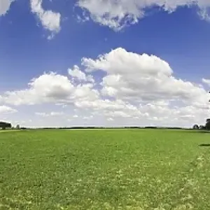 360° panorama, old pine forest and sky with clouds 360° panorama, old pine forest and sky with clouds