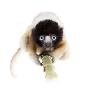 4 months old approaching baby Crowned Sifaka looking at camera against white background 4 months old approaching baby Crowned Sifaka looking at camera against white background