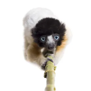 4 months old approaching baby Crowned Sifaka looking at camera against white background 4 months old approaching baby Crowned Sifaka looking at camera against white background