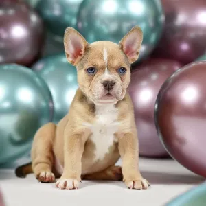 6 weeks old healthy French Bulldog dog puppy with tail in front of colorful balloons 6 weeks old healthy French Bulldog dog puppy with tail in front of colorful balloons