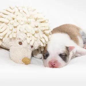 7 day old Icelandic puppy 7 day old Icelandic puppy