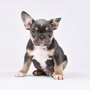 8 weeks old Blue Tan French Bulldog dog puppy 8 weeks old Blue Tan French Bulldog dog puppy