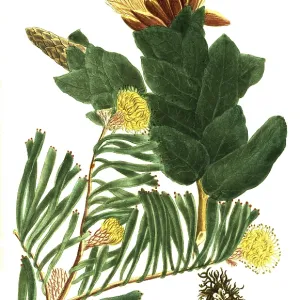 A. scolymocephalus seu Conocarpodendron folio angustos