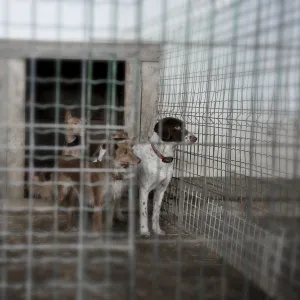 Abandoned Dogs in a Cage Print Abandoned Dogs in a Cage Print
