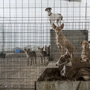 Abandoned Dogs in a Cage Print Abandoned Dogs in a Cage Print