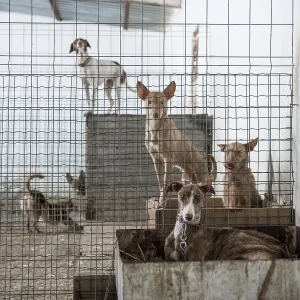 Abandoned Dogs in a Cage Print Abandoned Dogs in a Cage Print