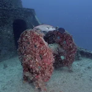 An abandoned underwater wreck covered in marine life with a fish swimming by An abandoned underwater wreck covered in marine life with a fish swimming by