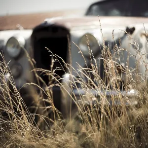 Abandoned vintage Jaguar car partially hidden in tall grass