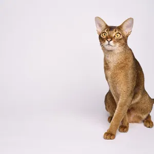 Abyssinian cat (Felis catus), crossing paws