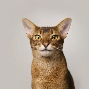 Abyssinian cat (Felis catus), laughing facial expression