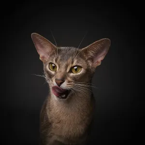 Abyssinian cat (Felis catus), licking its mouth