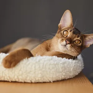 Abyssinian cat (Felis catus), lying in a cuddly bed