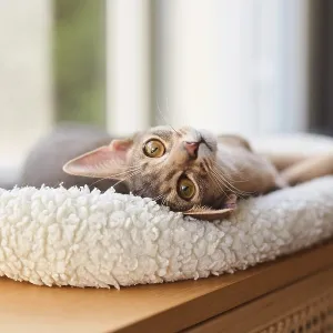 Abyssinian cat (Felis catus), lying in a cuddly bed