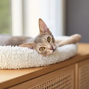 Abyssinian cat (Felis catus), lying in a cuddly bed