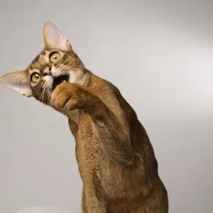 Abyssinian cat (Felis catus), raises paw
