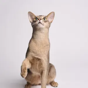 Abyssinian cat (Felis catus), raises paw