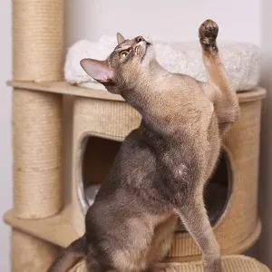 Abyssinian cat (Felis catus), raises its paw