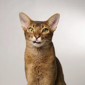 Abyssinian cat (Felis catus), showing the tongue