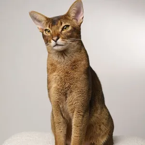 Abyssinian cat (Felis catus), sitting