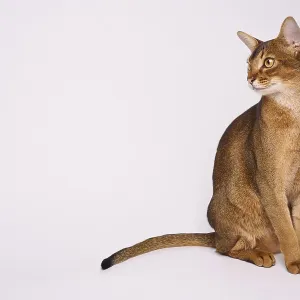 Abyssinian cat (Felis catus), sitting