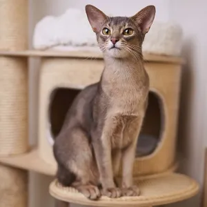 Abyssinian cat (Felis catus), sitting on the scratching post