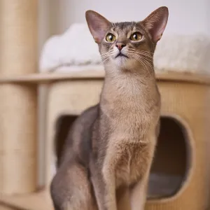 Abyssinian cat (Felis catus), sitting on the scratching post
