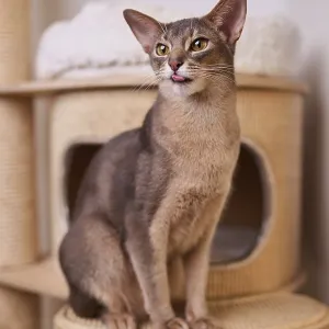 Abyssinian cat (Felis catus), sitting on the scratching post