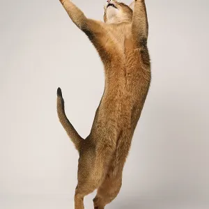 Abyssinian cat (Felis catus), stretching