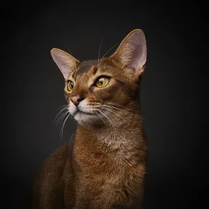 Abyssinian cat (Felis catus), in studio with black background