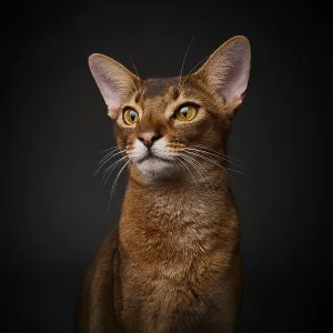 Abyssinian cat (Felis catus), in studio with black background
