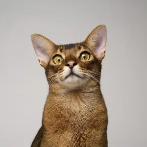 Abyssinian cat (Felis catus), in studio with white background