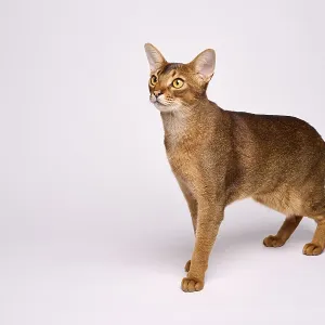 Abyssinian cat (Felis catus), in studio with white background