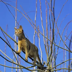 Abyssinian domestic cat Abyssinian domestic cat