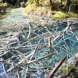 Acidic sulphur pools in the Redwoods forest park