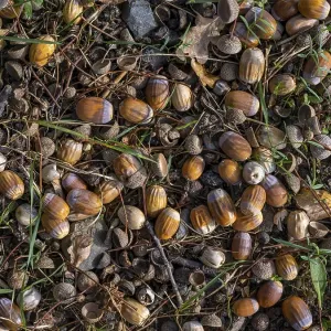 Acorns on the ground under an oak tree