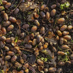 Acorns on the ground under an oak tree Acorns on the ground under an oak tree
