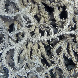 Acropora stony coral (Acropora pharaonis)