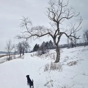 Active and curious dog walks in the snow searching around and hunting in the winter forest Active and curious dog walks in the snow searching around and hunting in the winter forest