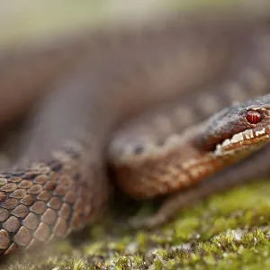 Adder (Vipera berus) in Danish North Sea Coast Print