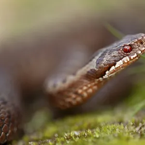 Adder (Vipera berus) Copper-Red Morph Print, Denmark