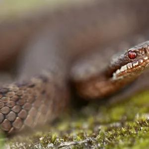Adders (Vipera berus) Feed on Small Mammals Print, Denmark