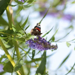 Admiral (Vanessa Atalanta) sitting on butterfly lilacs (Buddleja davidii)