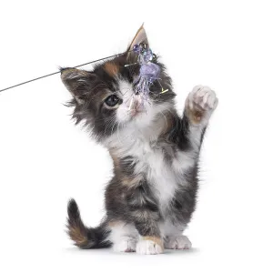 Adorable baby Maine Coon cat kitten Adorable baby Maine Coon cat kitten