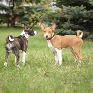 Dos cachorros basenjis adorables disfrutan un paseo con su dueño. Dos cachorros basenjis adorables disfrutan un paseo con su dueño.