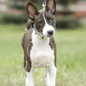 Puppy de basenji adorable disfruta de un agradable paseo al aire libre con su dueño. Puppy de basenji adorable disfruta de un agradable paseo al aire libre con su dueño.