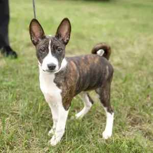 Un lindo cachorro de Basenji disfruta un paseo con su dueño en un lugar verde. Un lindo cachorro de Basenji disfruta un paseo con su dueño en un lugar verde.