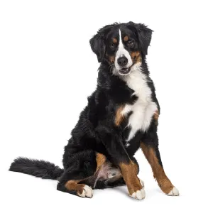 Adorable bernese mountain dog sitting and looking satisfied on a white background Adorable bernese mountain dog sitting and looking satisfied on a white background